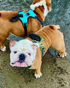 CKC Registered English Bulldog Puppies - Photo 10