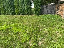 Lawn Mowing & Weed Trimming – Fast, Clean & Affordable!
