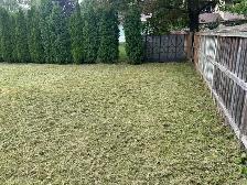 Lawn Mowing & Weed Trimming – Fast, Clean & Affordable! - Photo 2