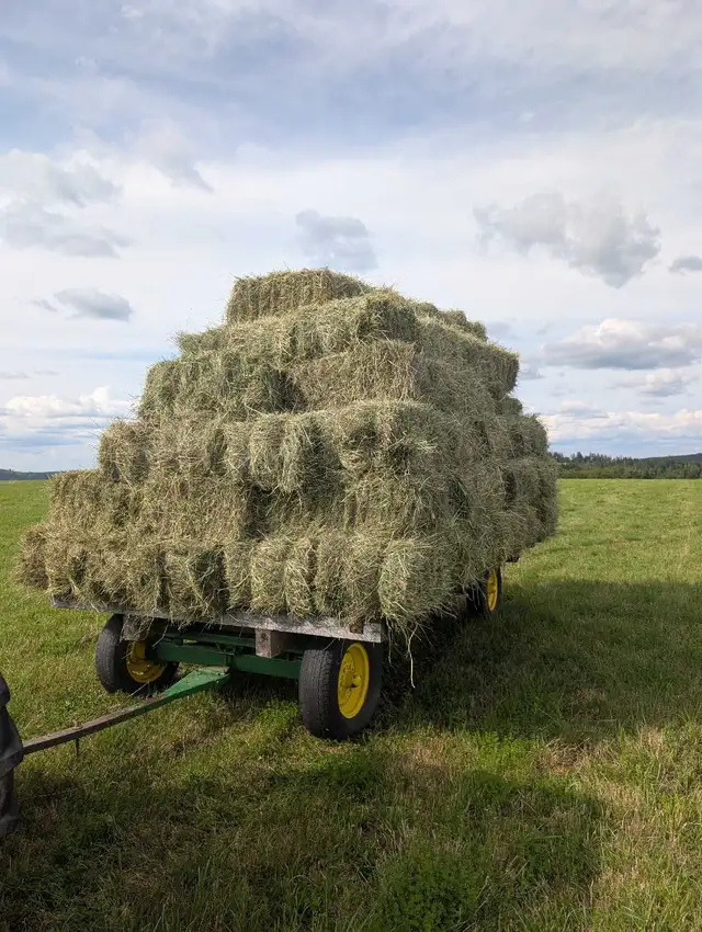 hay for sale