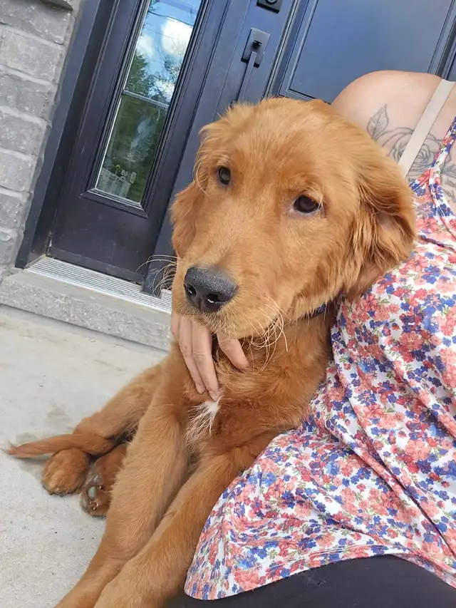 Golden retriever Mâle