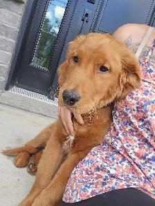 Golden retriever Mâle