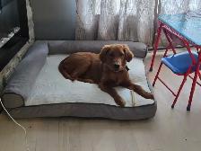 Golden retriever Mâle - Photo 3