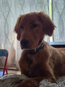 Golden retriever Mâle - Photo 4
