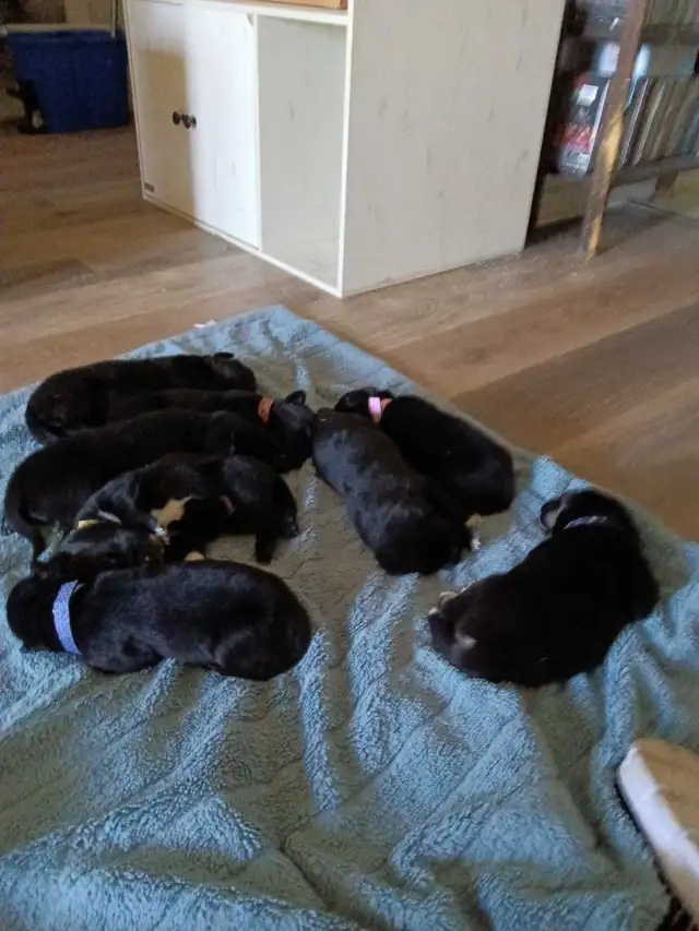 beautiful puppies for sale