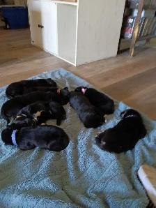 beautiful puppies for sale