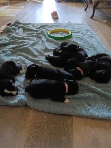beautiful puppies for sale - Photo 2