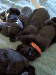 beautiful puppies for sale - Photo 3