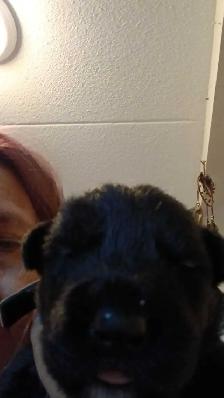 beautiful puppies for sale - Photo 5