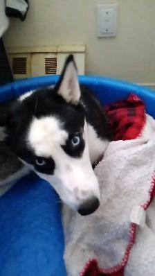 beautiful puppies for sale - Photo 6