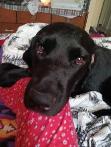 beautiful puppies for sale - Photo 7