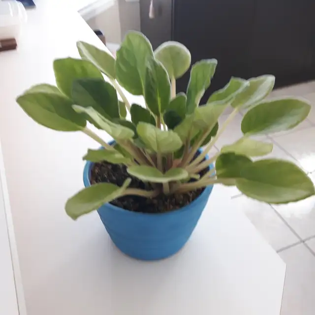 8PLANTES MAISON VERTES BLANCHES UNE À FLEURS MAUVES: $10.00CHAQU