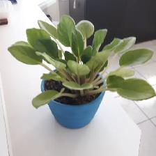 8PLANTES MAISON VERTES BLANCHES UNE À FLEURS MAUVES: $10.00CHAQU