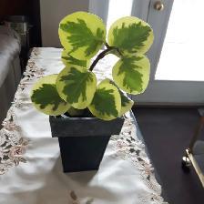 8PLANTES MAISON VERTES BLANCHES UNE À FLEURS MAUVES: $10.00CHAQU - Photo 2