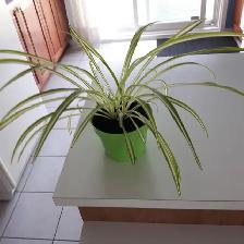 8PLANTES MAISON VERTES BLANCHES UNE À FLEURS MAUVES: $10.00CHAQU - Photo 3