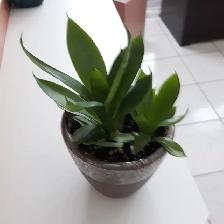 8PLANTES MAISON VERTES BLANCHES UNE À FLEURS MAUVES: $10.00CHAQU - Photo 4