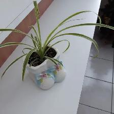 8PLANTES MAISON VERTES BLANCHES UNE À FLEURS MAUVES: $10.00CHAQU - Photo 5