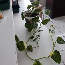 8PLANTES MAISON VERTES BLANCHES UNE À FLEURS MAUVES: $10.00CHAQU - Photo 6