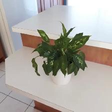 8PLANTES MAISON VERTES BLANCHES UNE À FLEURS MAUVES: $10.00CHAQU - Photo 8