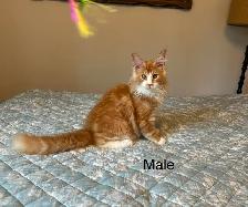 MAINE COON KITTENS