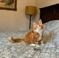 MAINE COON KITTENS - Photo 2