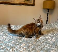 MAINE COON KITTENS - Photo 3