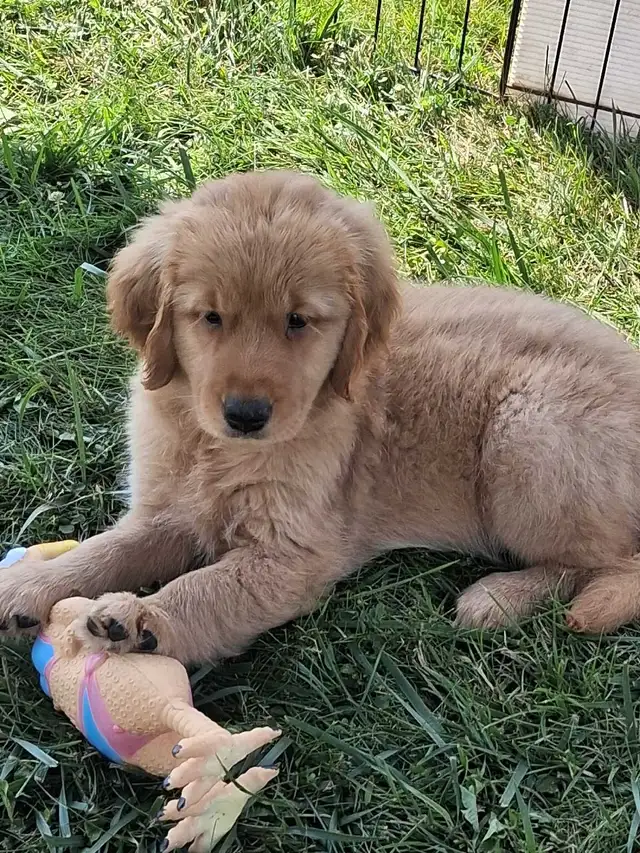 chiots goldon retriever