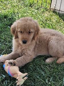 chiots goldon retriever
