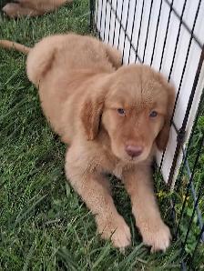 chiots goldon retriever - Photo 2