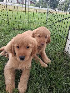 chiots goldon retriever - Photo 3