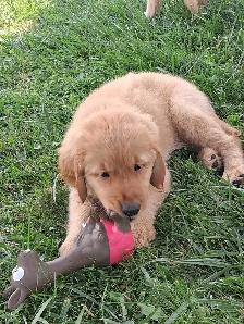 chiots goldon retriever - Photo 4