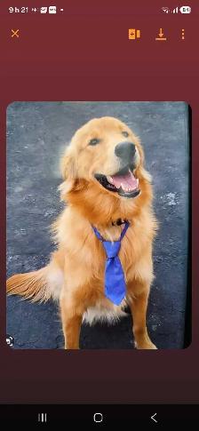 chiots goldon retriever - Photo 5