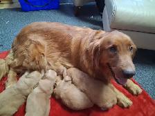 chiots goldon retriever - Photo 6