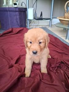 chiots goldon retriever - Photo 7
