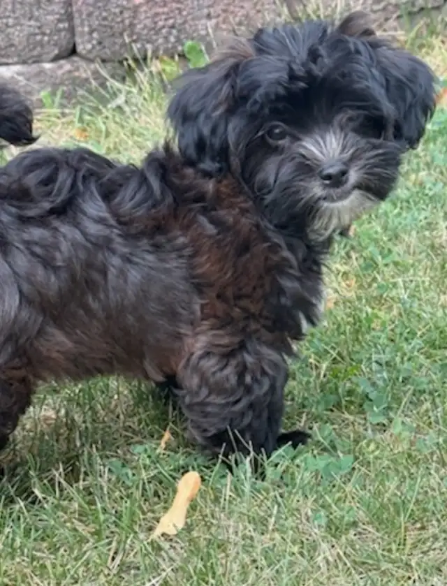 Shorkie puppies…