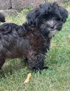 Shorkie puppies…