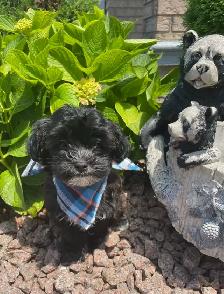 Shorkie puppies… - Photo 2