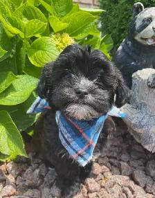 Shorkie puppies… - Photo 3