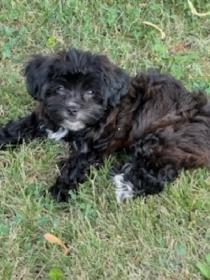 Shorkie puppies… - Photo 4
