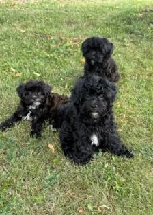 Shorkie puppies… - Photo 5