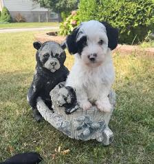 Shorkie puppies… - Photo 6