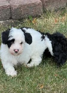 Shorkie puppies… - Photo 7