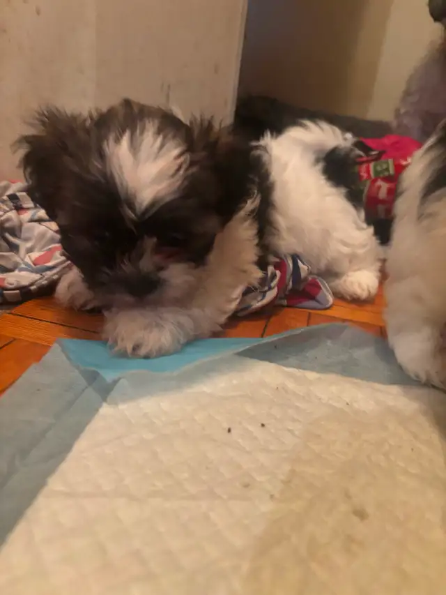 Pure Shih Tzu puppies for sale 3 Females