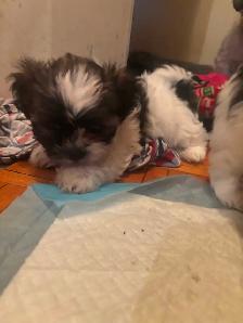 Pure Shih Tzu puppies for sale 3 Females