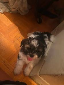 Pure Shih Tzu puppies for sale 3 Females - Photo 2