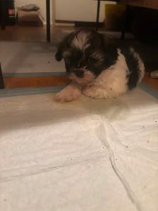Pure Shih Tzu puppies for sale 3 Females - Photo 3