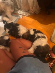 Pure Shih Tzu puppies for sale 3 Females - Photo 4