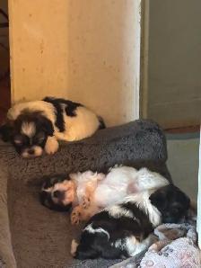 Pure Shih Tzu puppies for sale 3 Females - Photo 5
