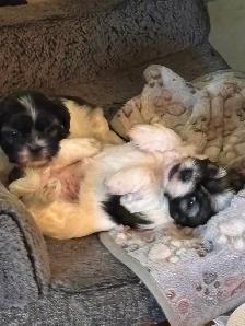 Pure Shih Tzu puppies for sale 3 Females - Photo 6