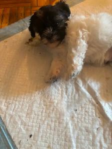 Pure Shih Tzu puppies for sale 3 Females - Photo 7